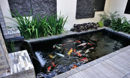 Intip 8 Desain Kolam Ikan Favorit Untuk Hunian Anda