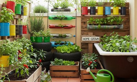 Kebun Sayur DIY Dari Kaleng Bekas Untuk Lahan Sempit