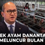 Hilirisasi Ayam Di Mulai, Danantara Suplai 82 Juta Penerima MBG