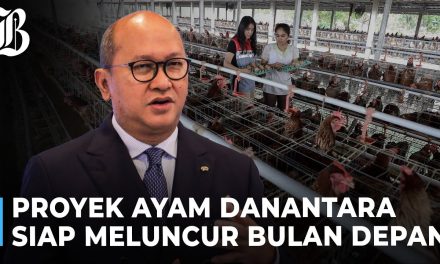 Hilirisasi Ayam Di Mulai, Danantara Suplai 82 Juta Penerima MBG