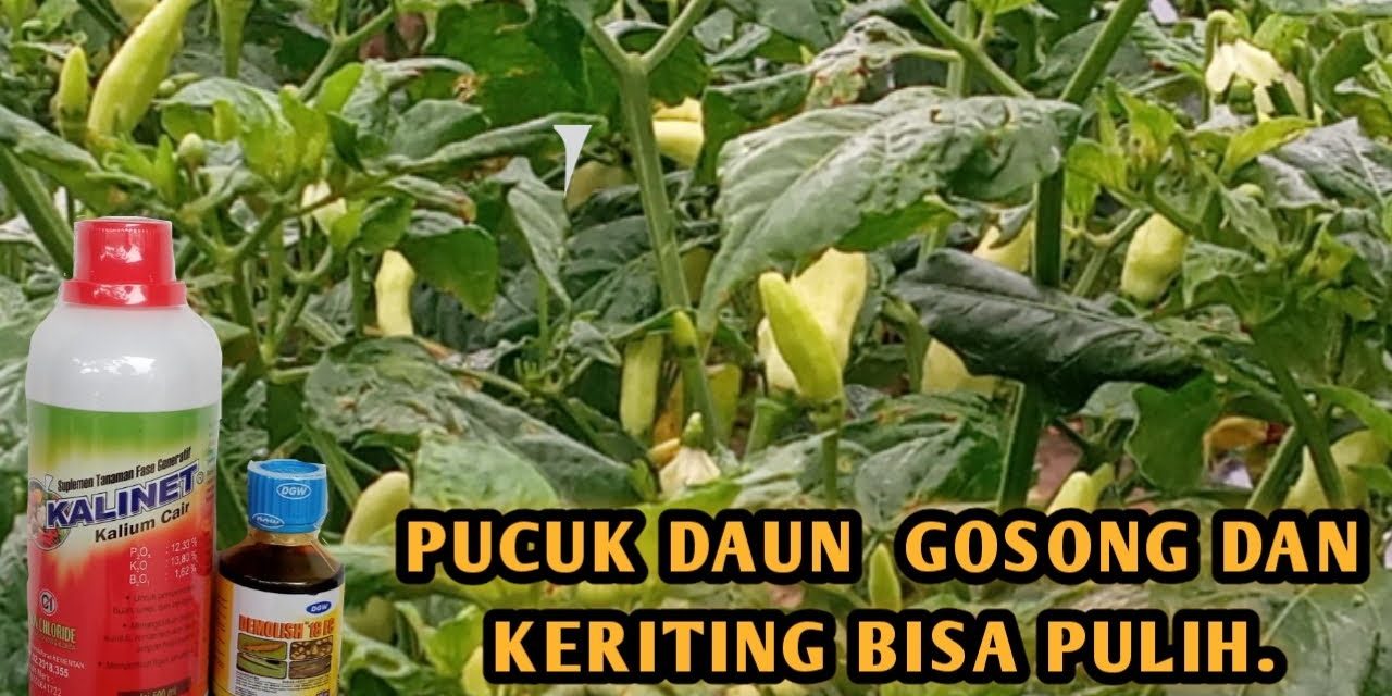 Solusi Pucuk Tanaman Cabai Kering Dan Gosong Untuk Pemula