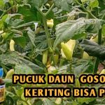 Solusi Pucuk Tanaman Cabai Kering Dan Gosong Untuk Pemula