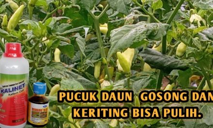 Solusi Pucuk Tanaman Cabai Kering Dan Gosong Untuk Pemula