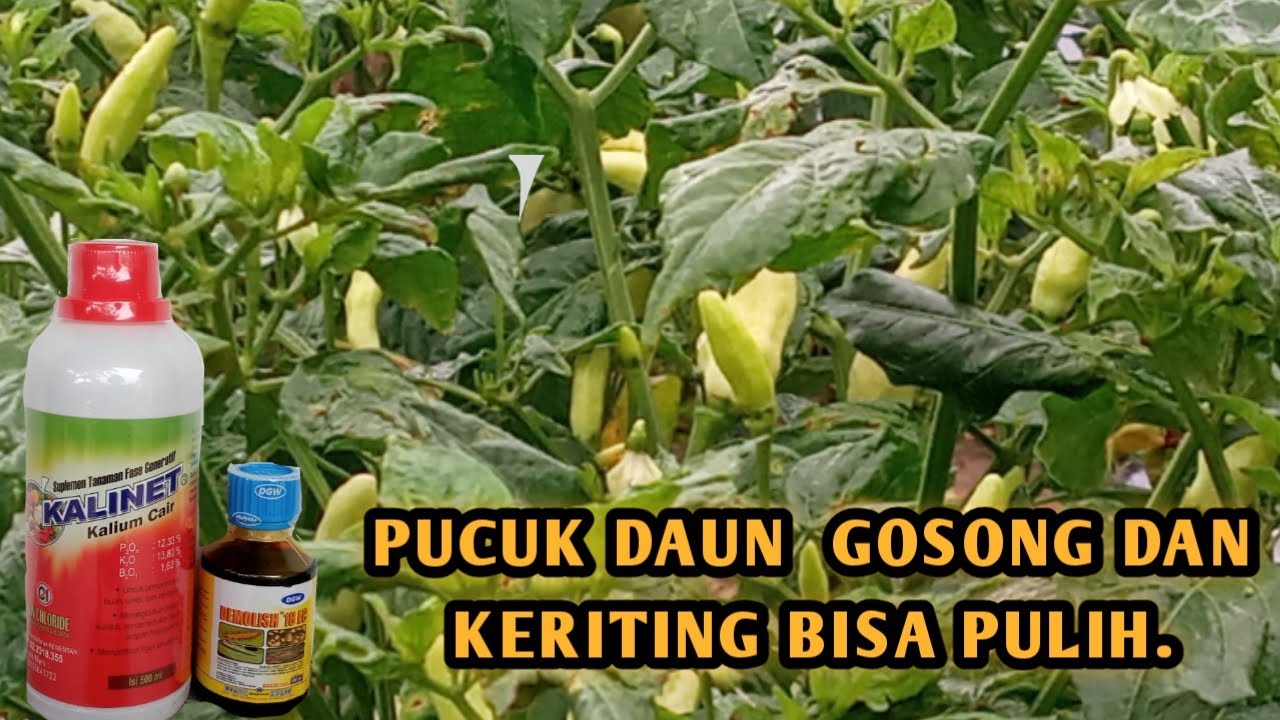 Solusi Pucuk Tanaman