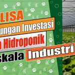 Analisa Peluang Bisnis Usaha Hidroponik Rumahan