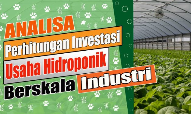 Analisa Peluang Bisnis Usaha Hidroponik Rumahan