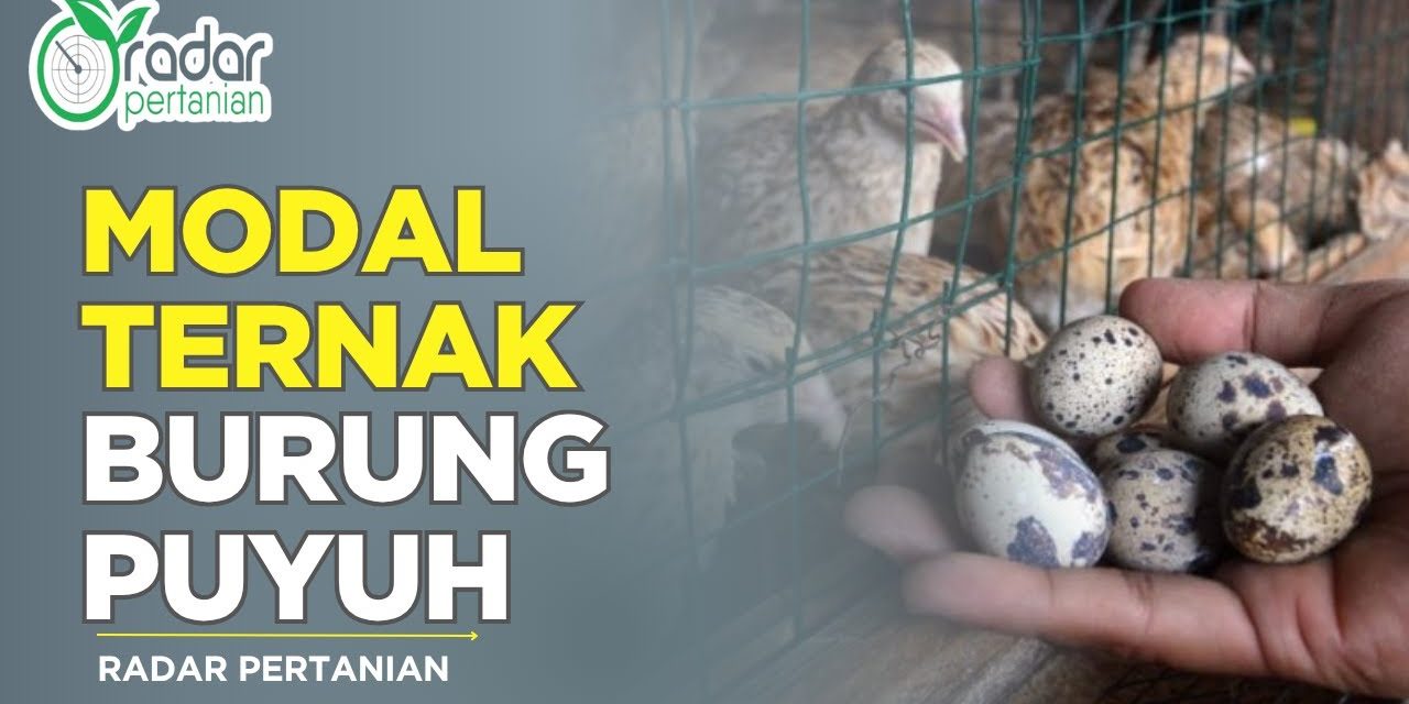 Ternak Burung Puyuh Di Kenal Sebagai Bisnis Modalnya Minim