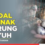 Ternak Burung Puyuh Di Kenal Sebagai Bisnis Modalnya Minim