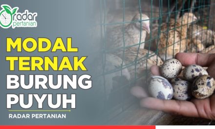 Ternak Burung Puyuh Di Kenal Sebagai Bisnis Modalnya Minim