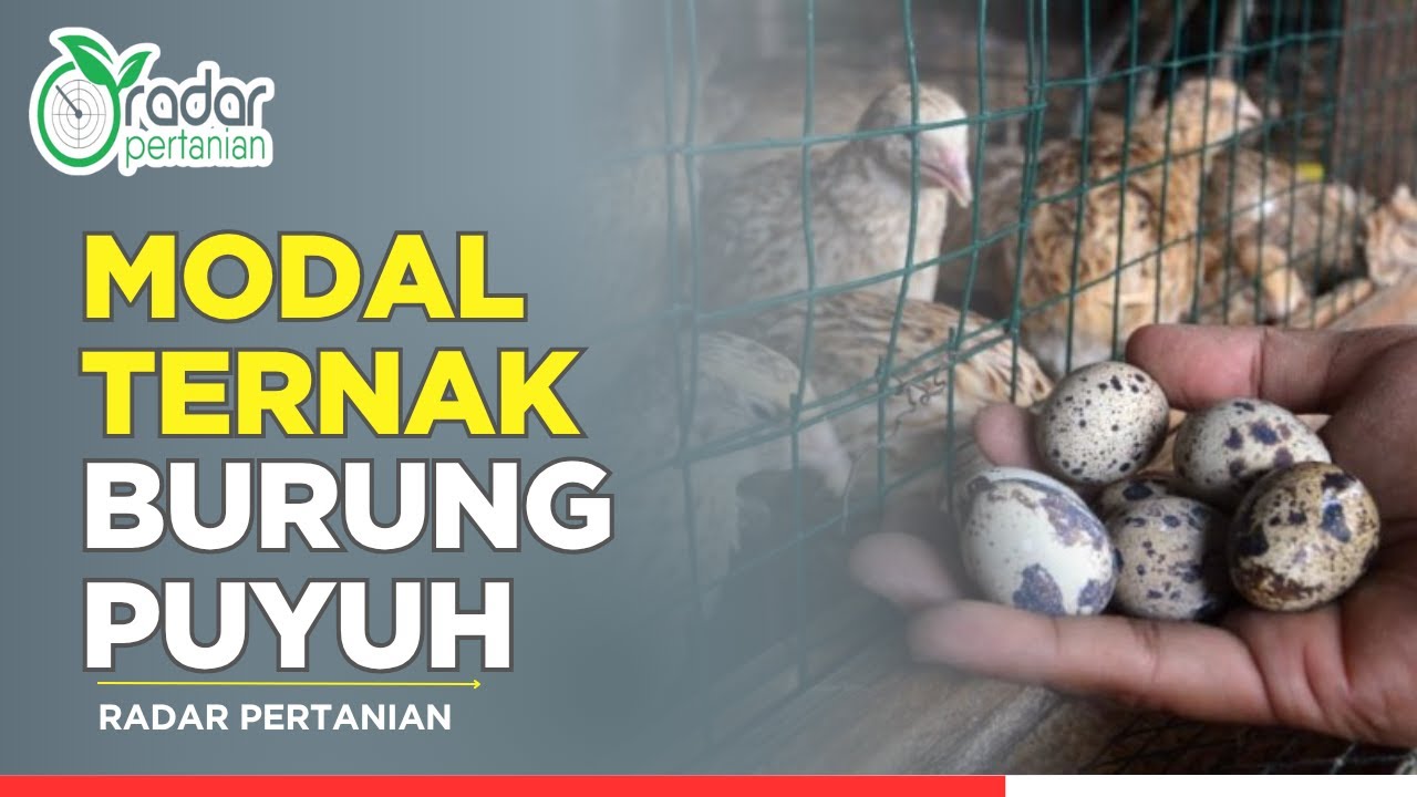Ternak Burung Puyuh