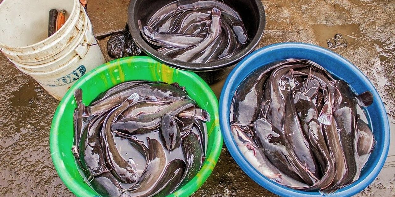 Ternak Ikan Lele Bisa Menjadi Bisnis Yang Menjanjikan Saat Ini