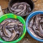 Ternak Ikan Lele Bisa Menjadi Bisnis Yang Menjanjikan Saat Ini