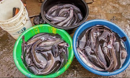 Ternak Ikan Lele Bisa Menjadi Bisnis Yang Menjanjikan Saat Ini