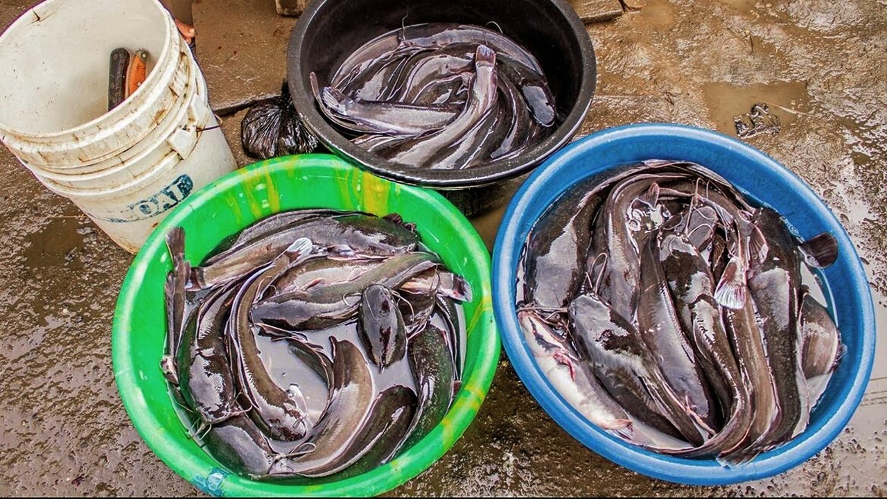 Ternak Ikan Lele